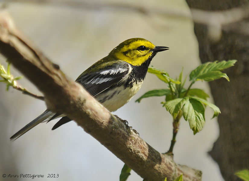 Black-throated Green Warbler