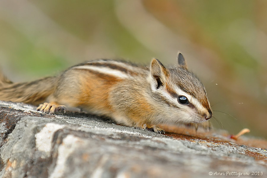 Least Chipmunk