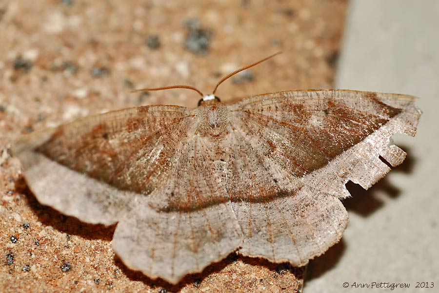 Curve-toothed Geometer (Eutrapela clemataria) #6966----2013-July-14---0079.jpg