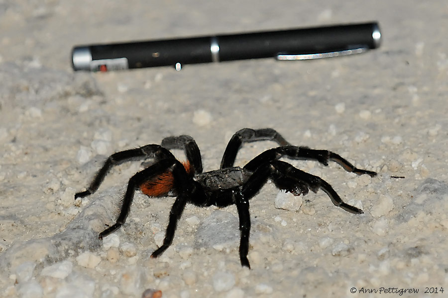 Red-rumped Tarantula