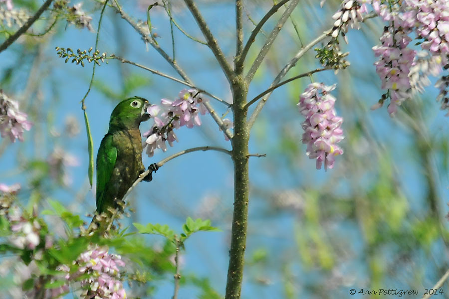 Olive-throated-Parakeet-(Aratinga-nana)---5488.jpg