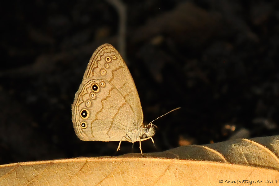  Carolina Satyr