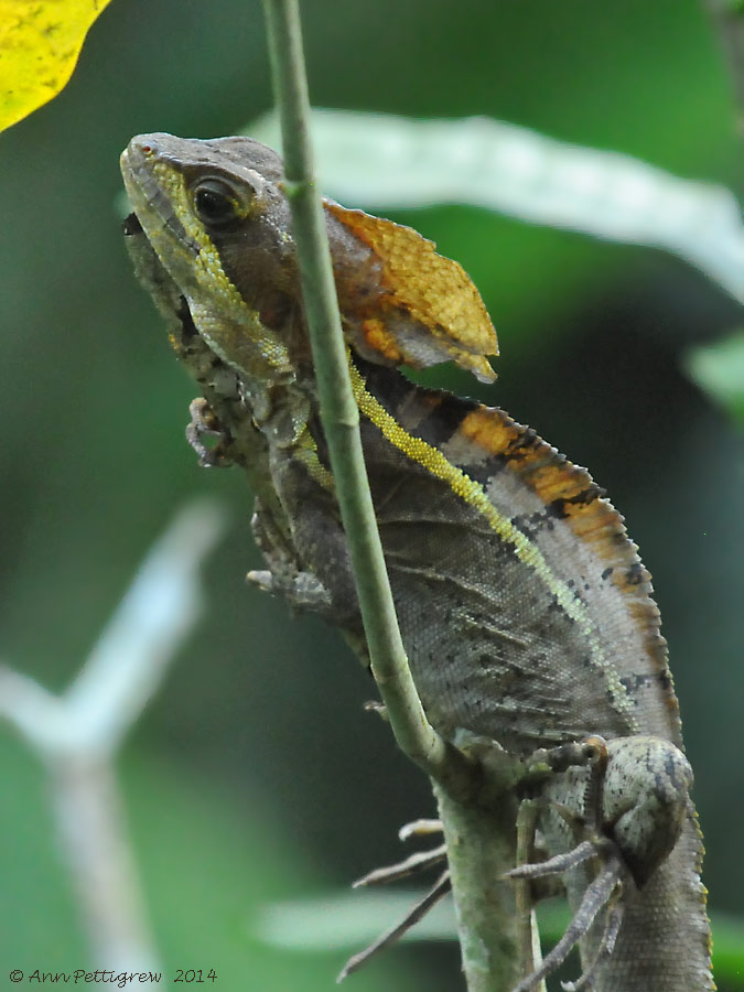 Striped-Basilisk-(Basiliscus-vittatus)---Cotton-Tree---6872pg