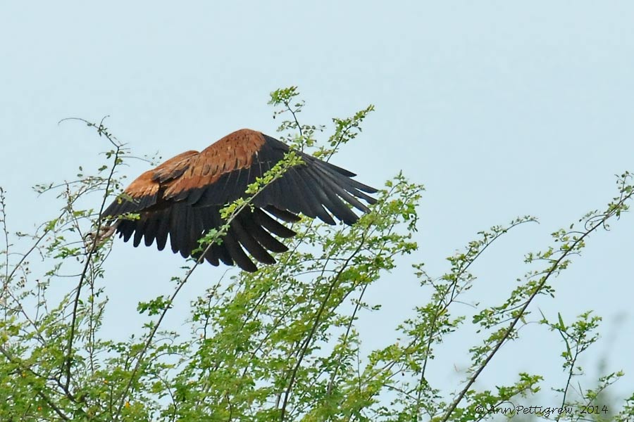 Black-collared Hawk