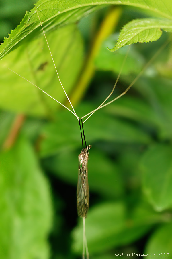 Brachypremna dispellens