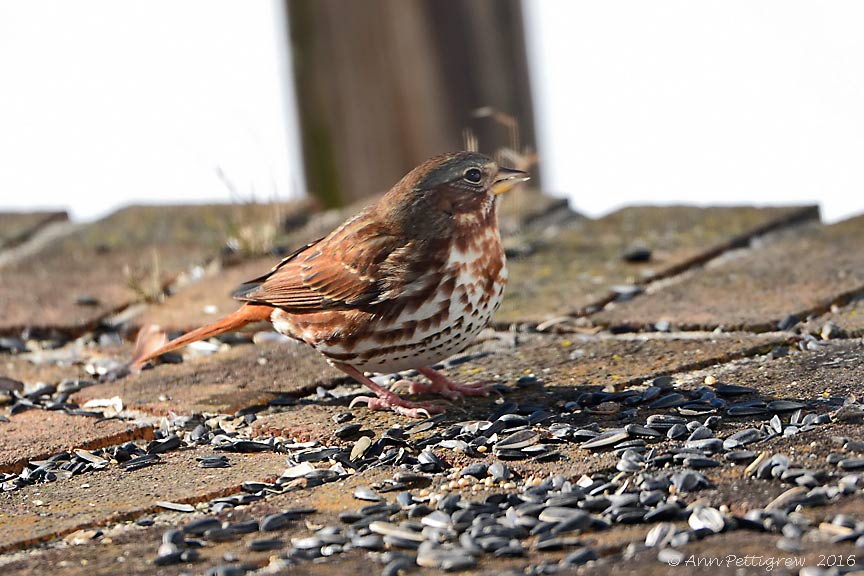 Fox Sparrow