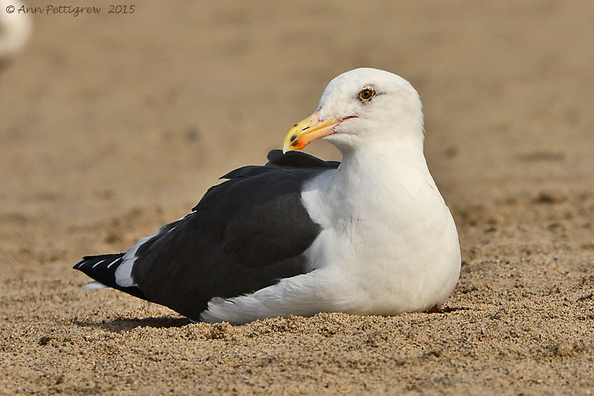 Western Gull