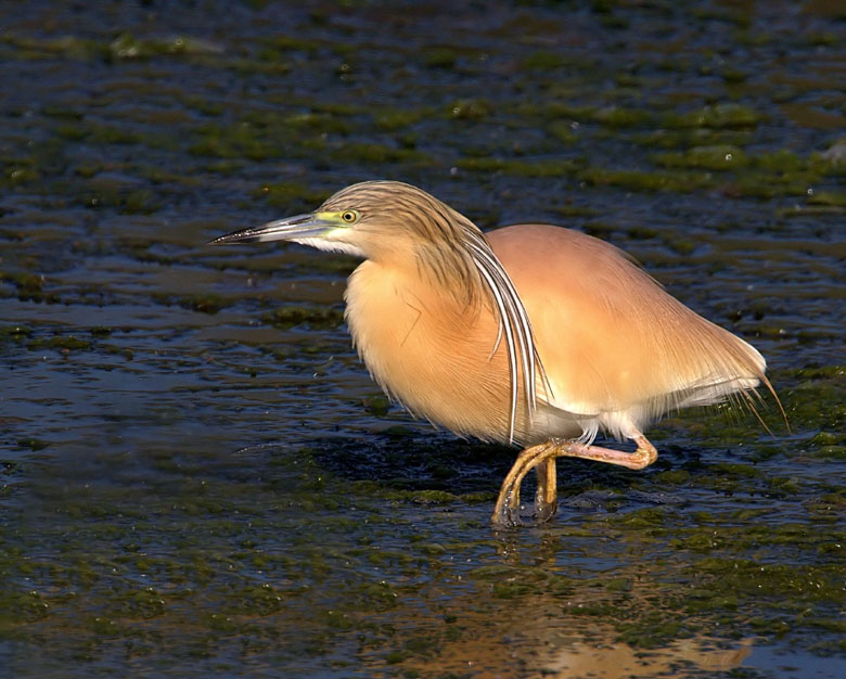 IMAGES OF NATURE FROM THE GREEK ISLAND OF LESVOS
