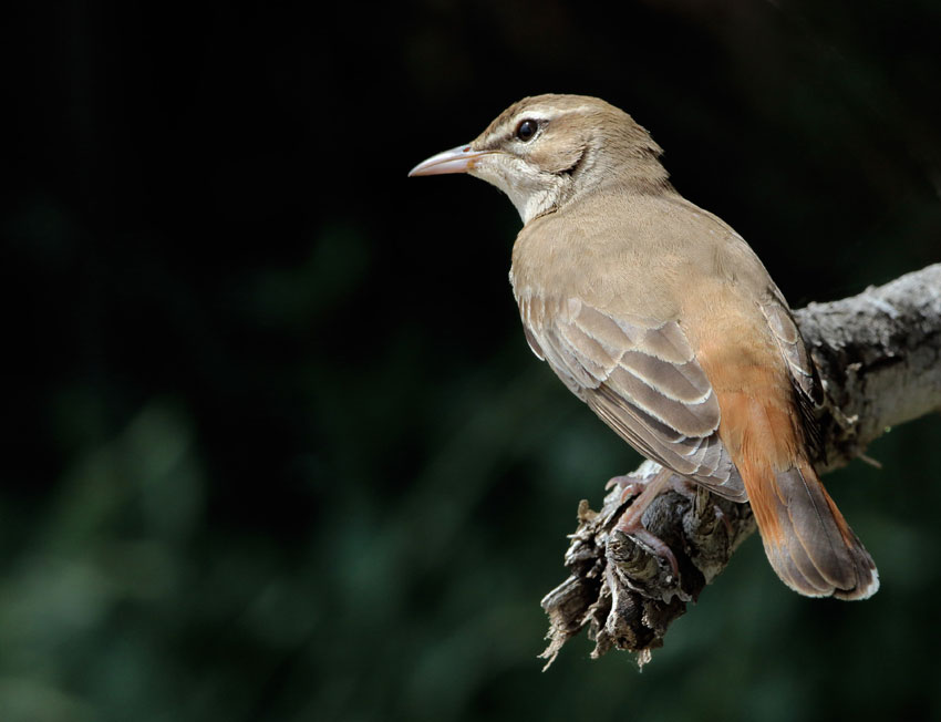 Rufous Bush chat-Cercotrichas galactotes