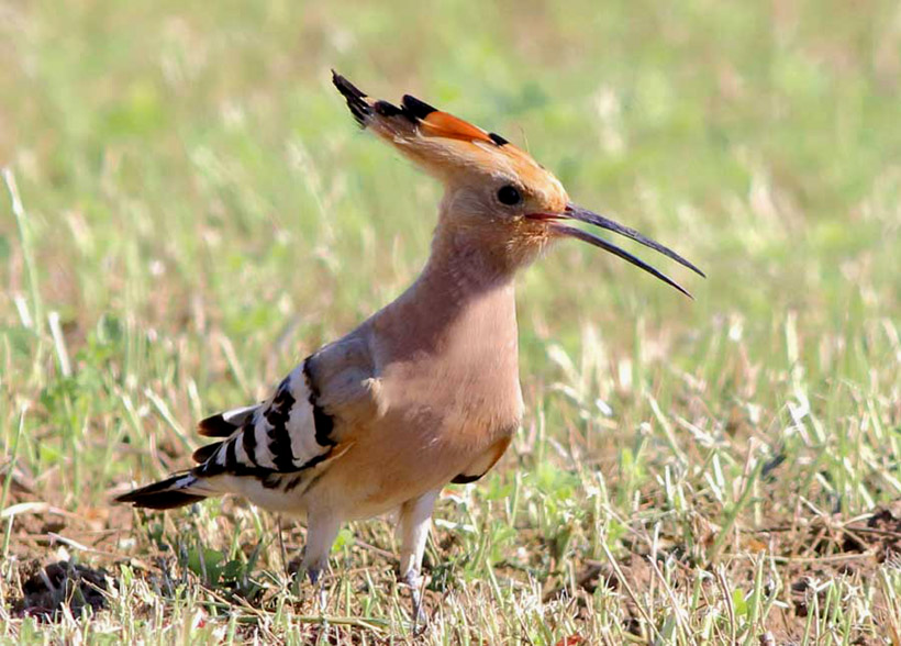 Hoopoe  - Upupa epops