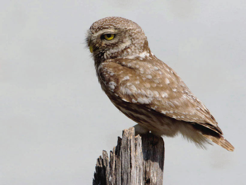 Little-owl - Athene noctua
