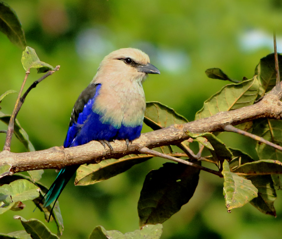 Blue-Bellied Roller - Coracias cyanogaster