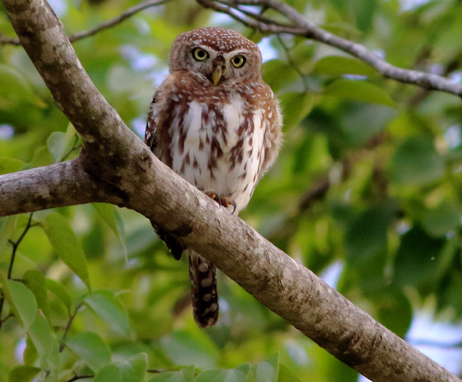 Pearl-spotted Owlet