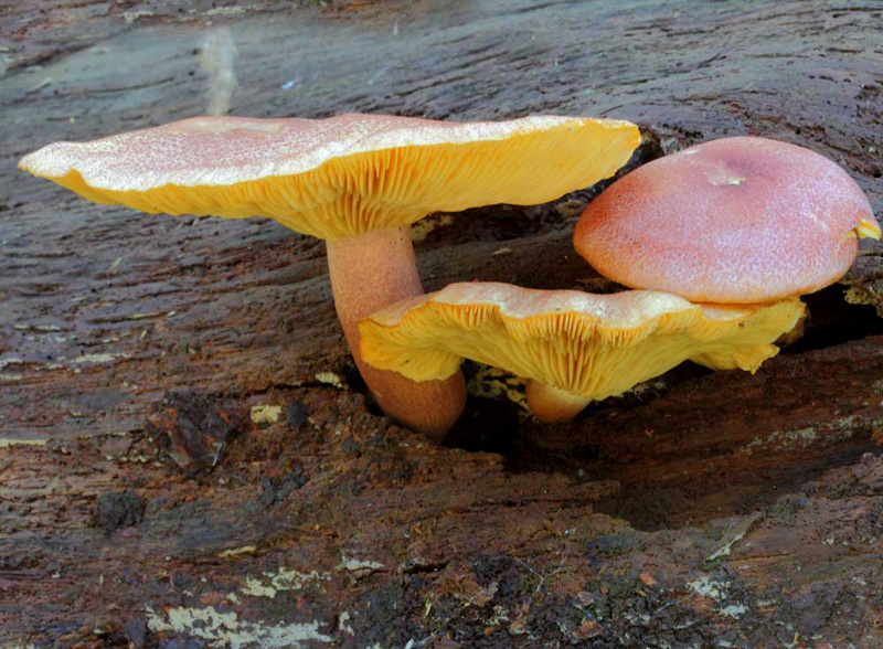 Tricholomopsis rutilans (Plums and Custard)