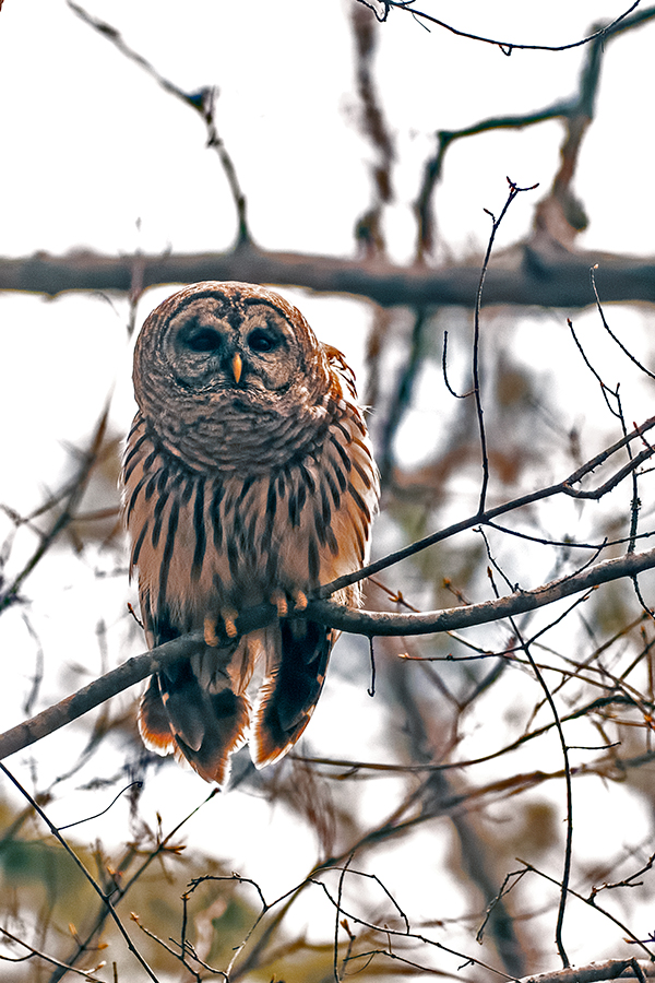 140329 128  .JPG  Nion 70/200 F2.8