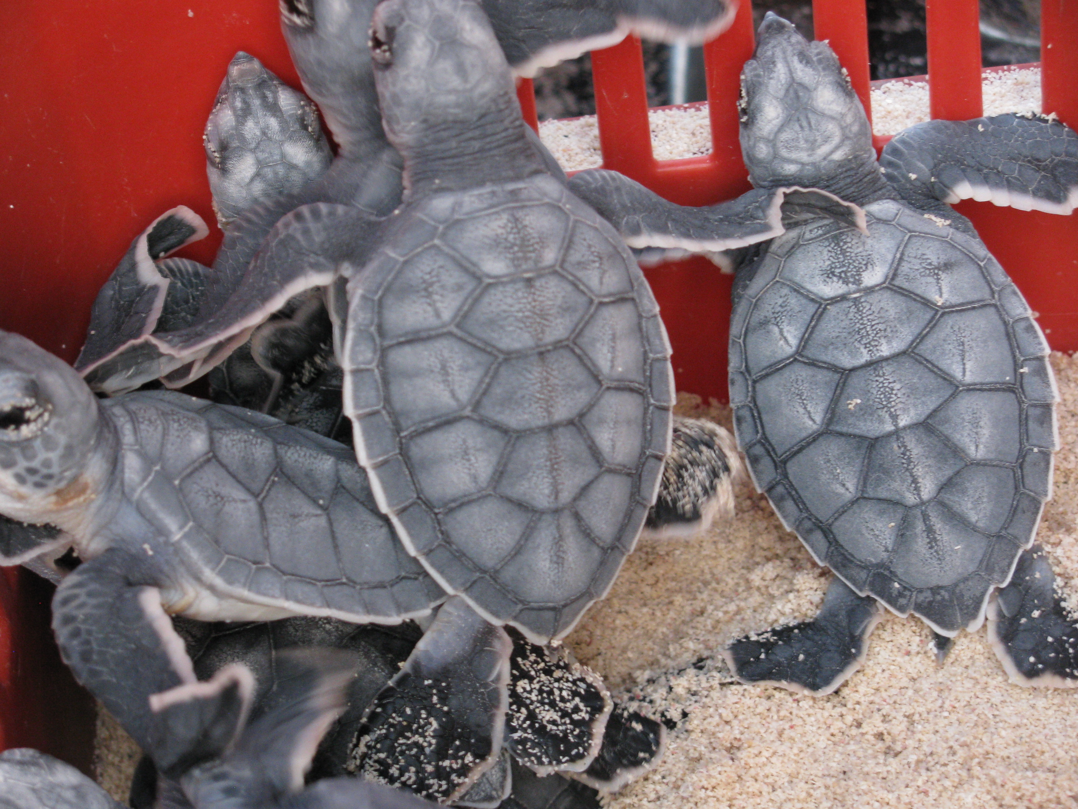 Baby Green Turtles