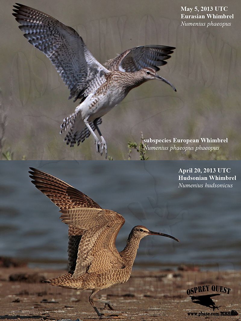 Eurasian and Hudsonian Whimbrel.jpg