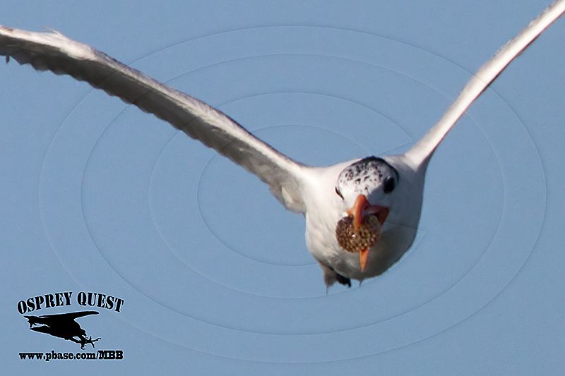 _MG_6770CROP Royal Tern - balloonfish Diodon sp.jpg