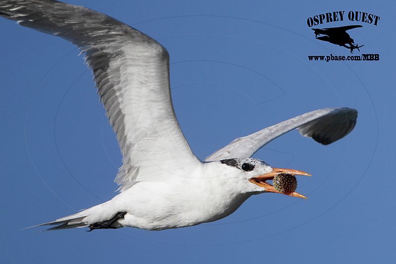 _MG_6780 Royal Tern - balloonfish Diodon sp.jpg