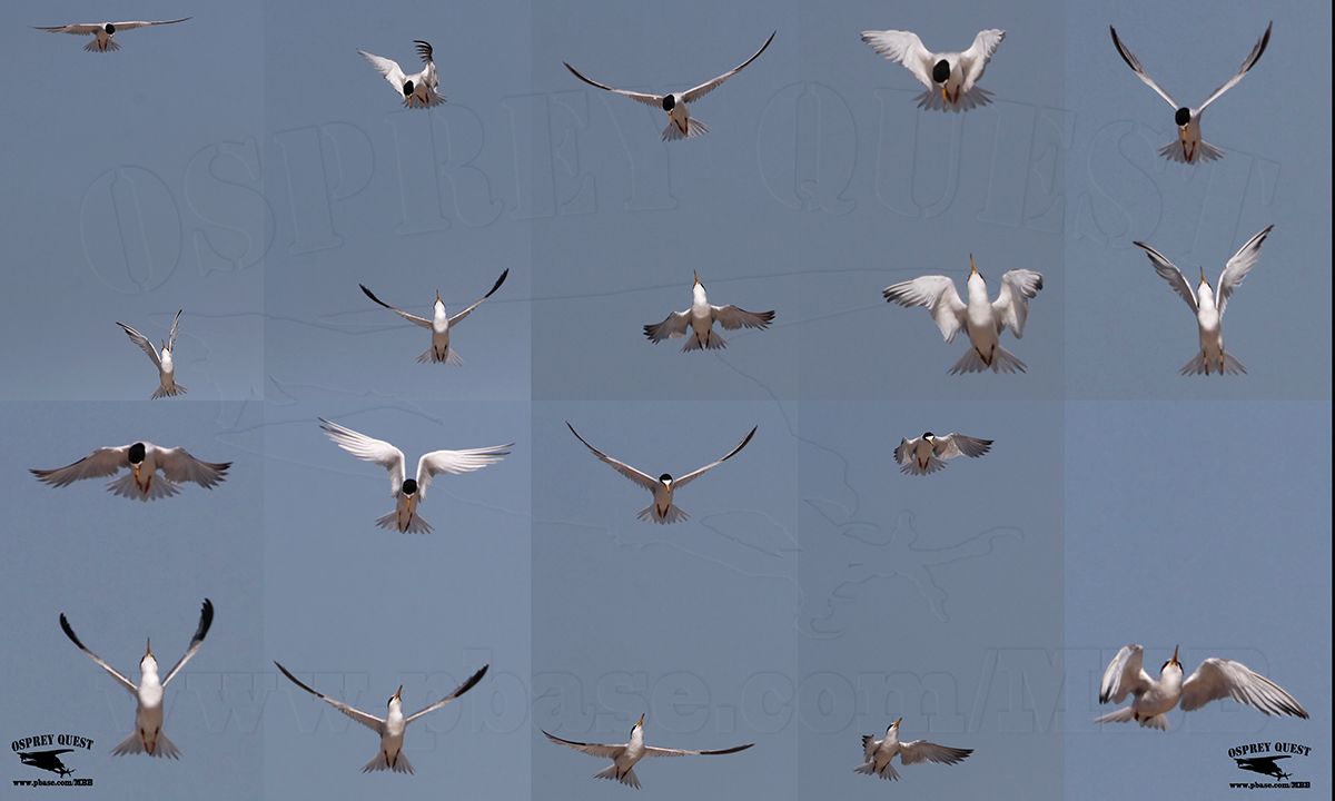 _MG_7272-82 Least Tern.jpg