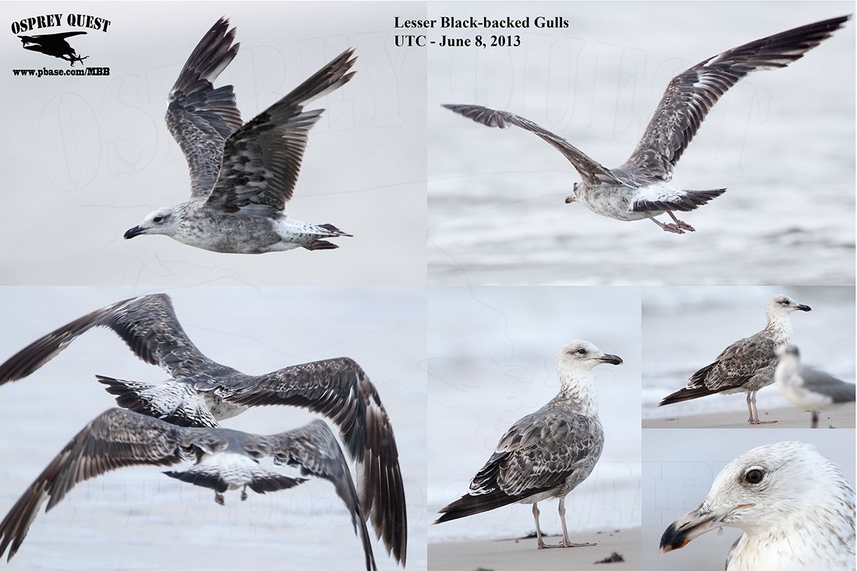 Lesser Black-backed Gulls 060813.jpg