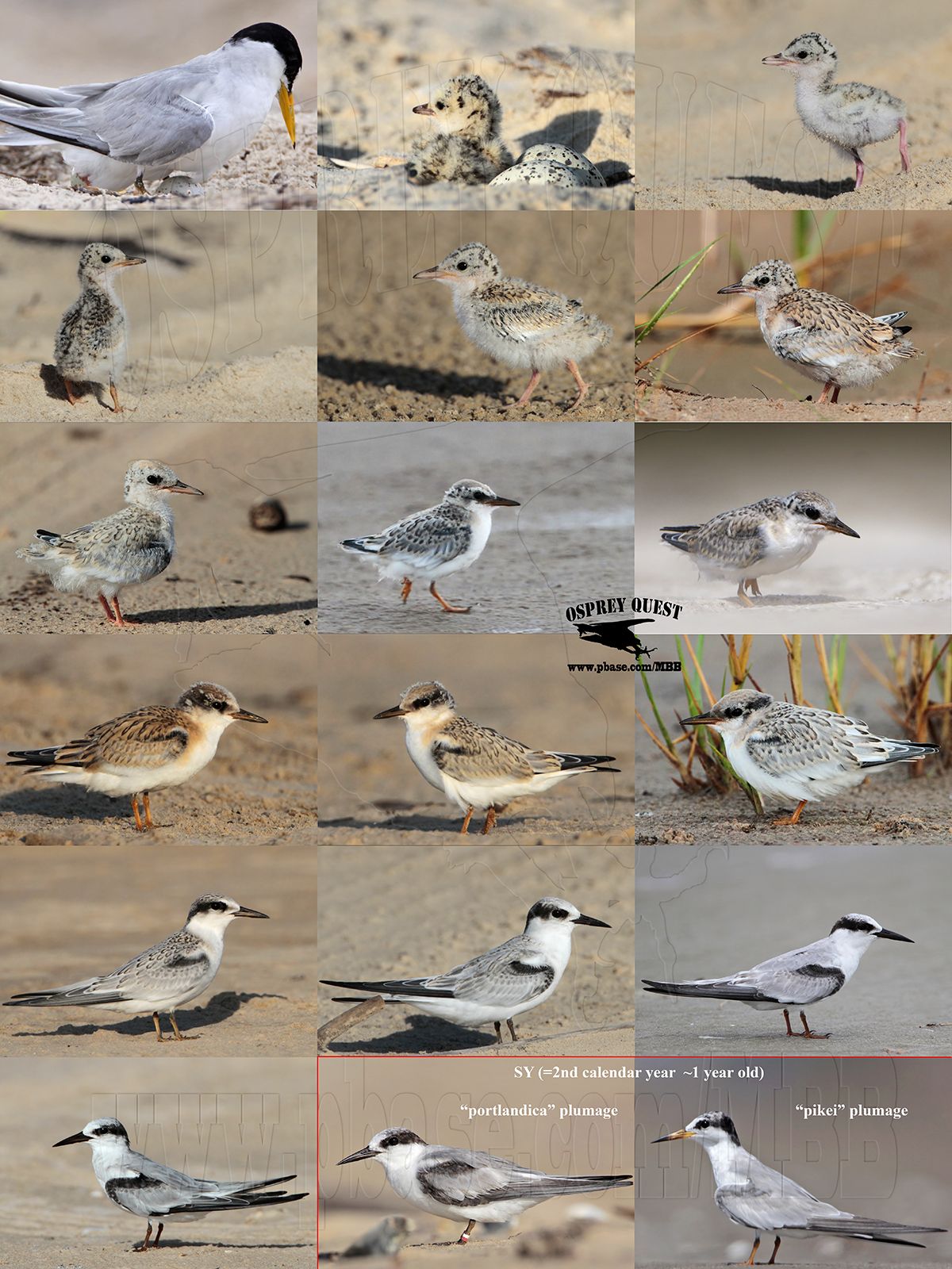 Least Tern - growth and plumages during first year of life.jpg
