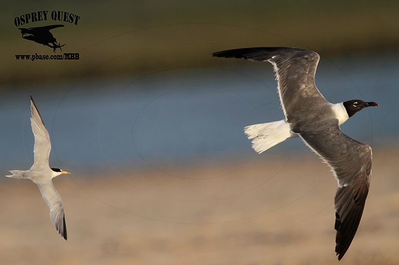 _MG_1477 Least Tern chasing Laughing Gull.jpg