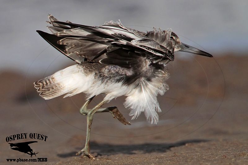 _MG_9684 Willet chased by Least Tern.jpg