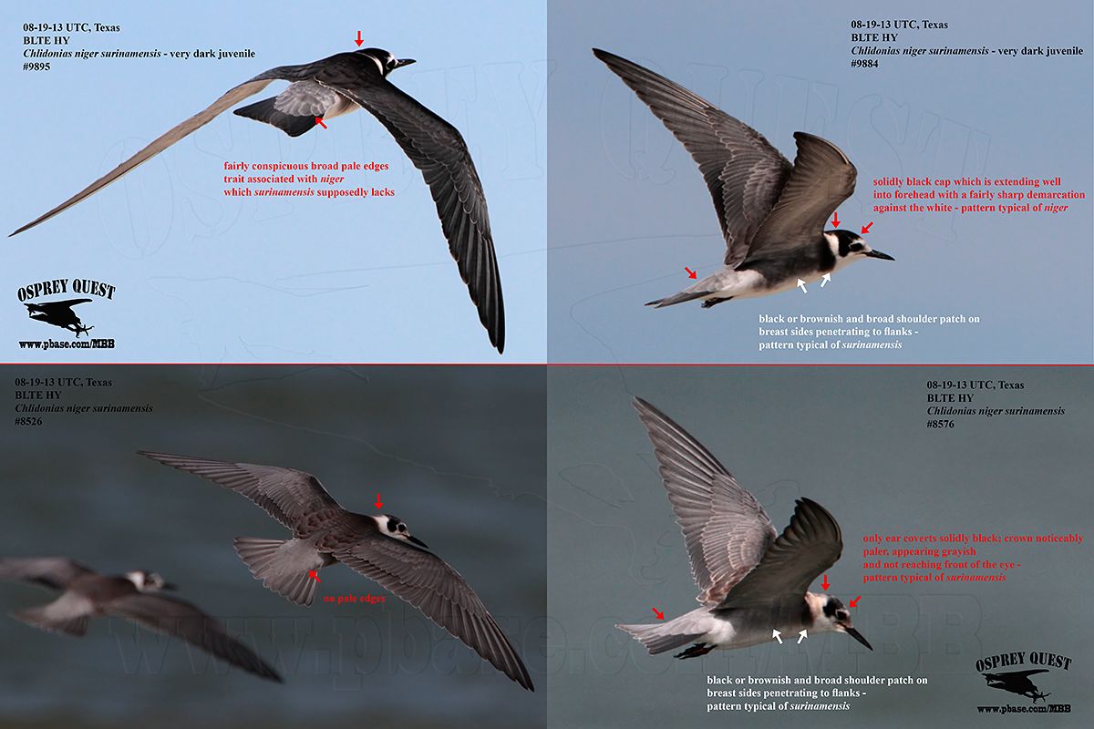 Black Terns HY 081913.jpg