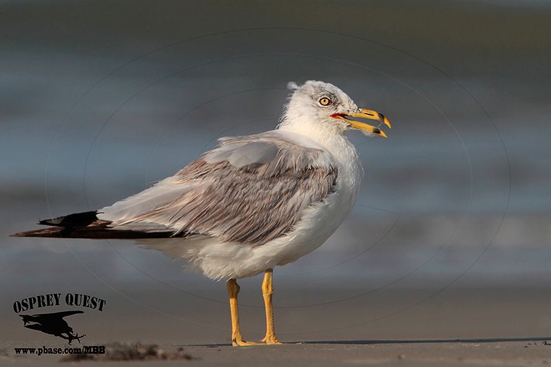 _MG_2244 Ring-billed Gull.jpg