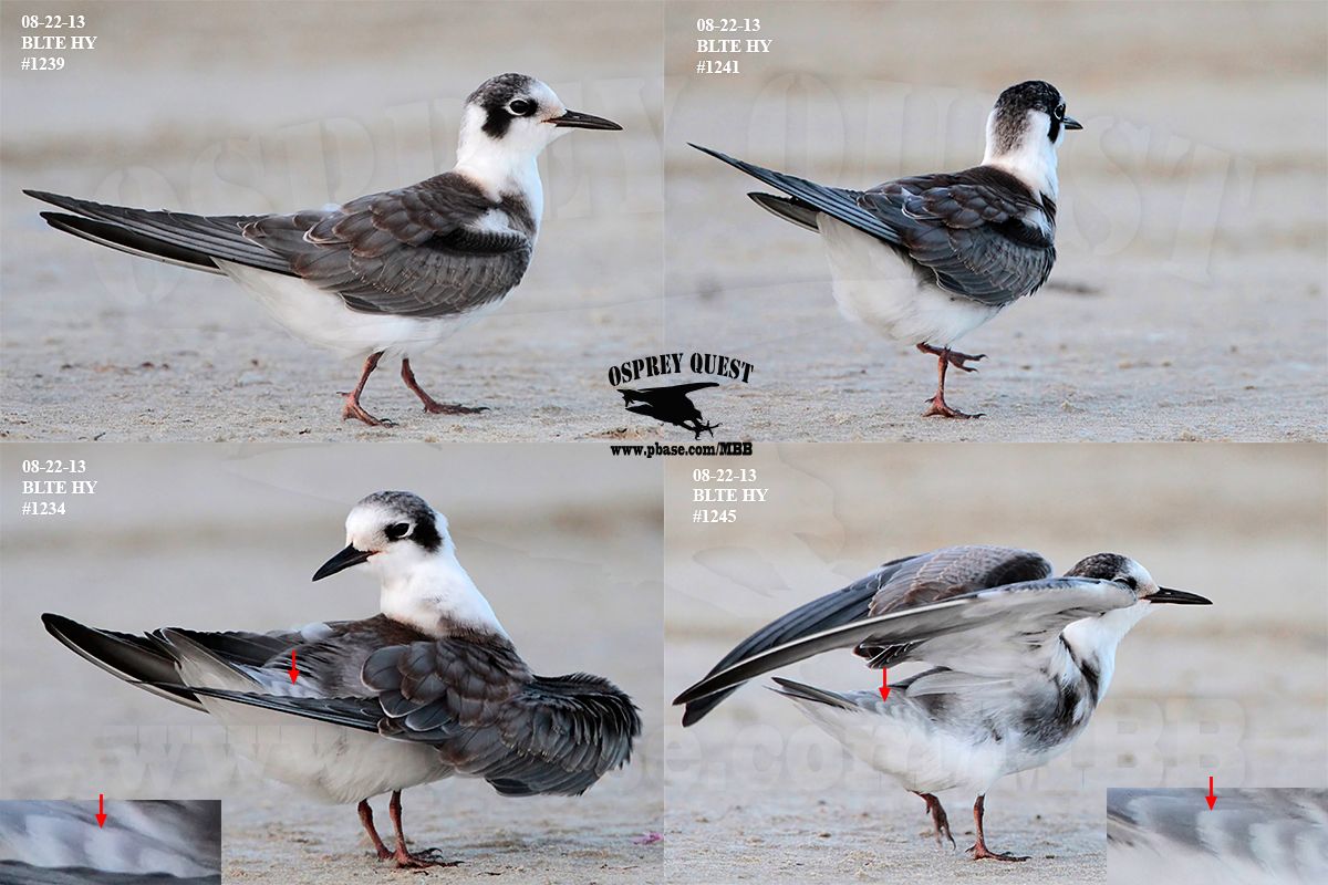 Black Tern_1239 34 41 45 082213 HY.jpg