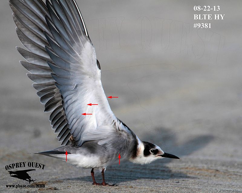 _MG_9381 Black Tern HY.jpg