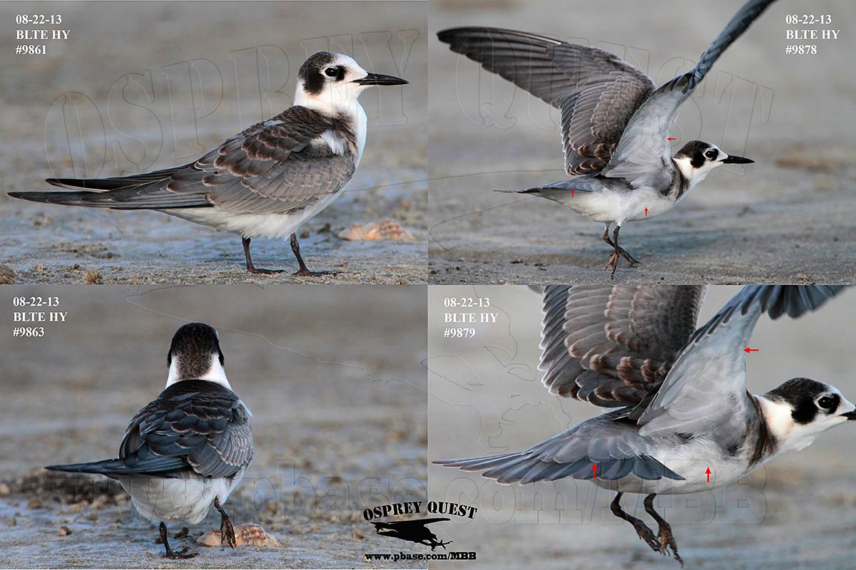 Black Tern_MG_9861 63 78 79 082213 WHITE FLANKS.jpg
