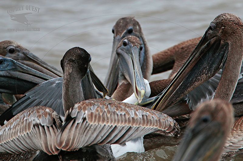 _MG_2424 Brown Pelican attacking Laughing Gull.jpg