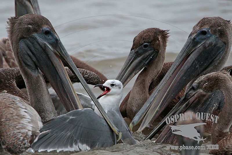 _MG_2436 Brown Pelican attacking Laughing Gull.jpg