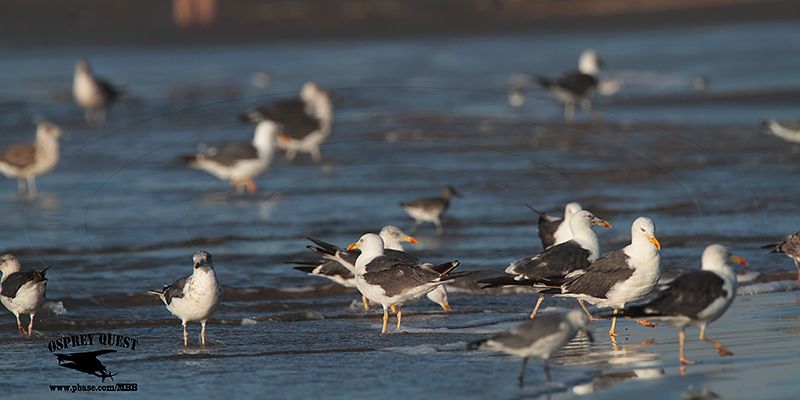 _MG_9182 Lesser Black-backed Gull.jpg