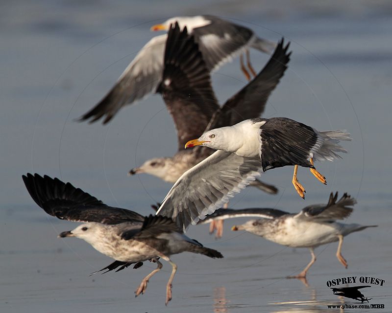 _MG_9335 Lesser Black-backed Gull.jpg