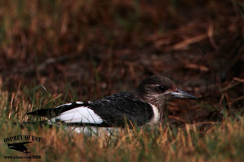 _MG_8700 Red-headed Woodpecker.jpg