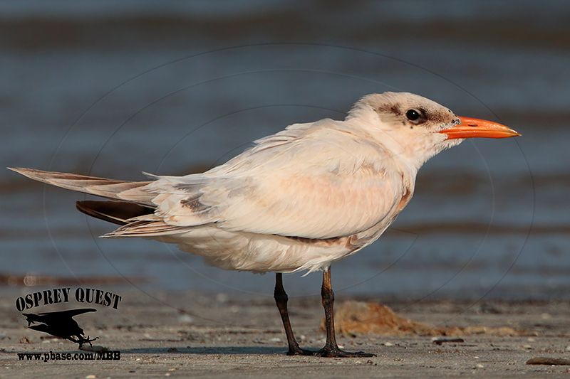 _MG_3599 Caspian Tern HY.jpg