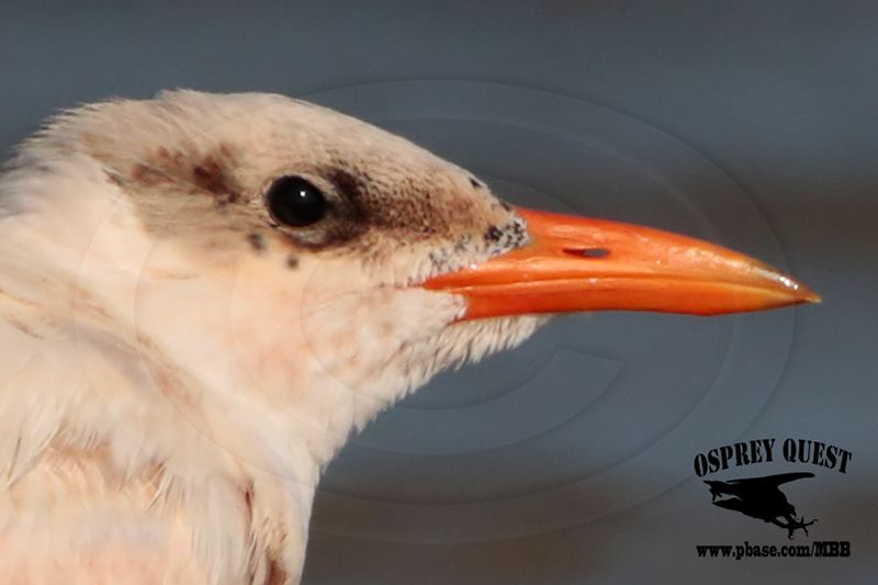 _MG_3599CROP Caspian Tern HY.jpg