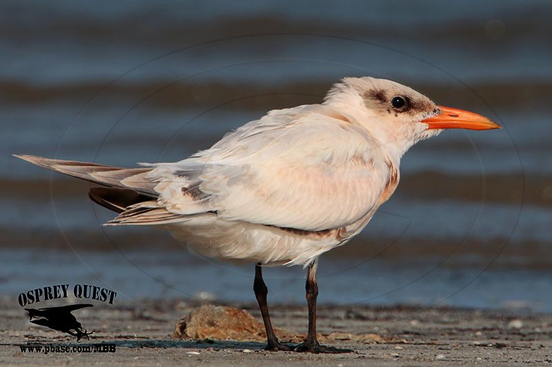 _MG_3616 Caspian Tern HY.jpg
