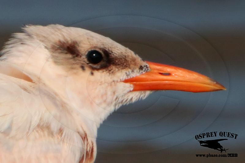 _MG_3616CROP Caspian Tern HY.jpg
