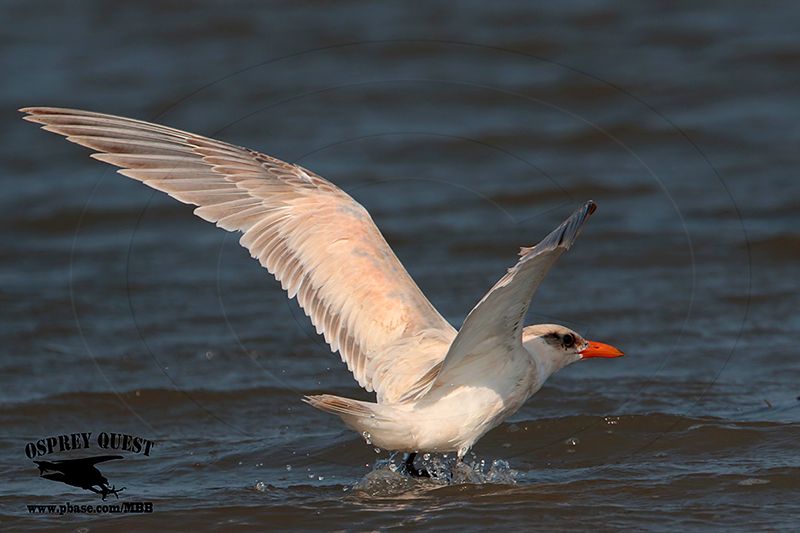 _MG_3639 Caspian Tern HY.jpg