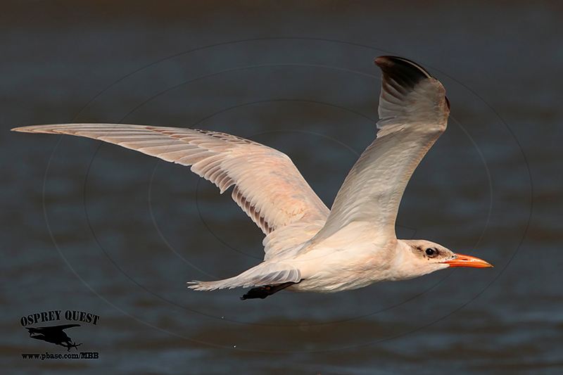 _MG_3679 Caspian Tern HY.jpg