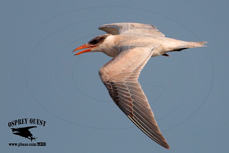 _MG_4268 Caspian Tern HY #2.jpg