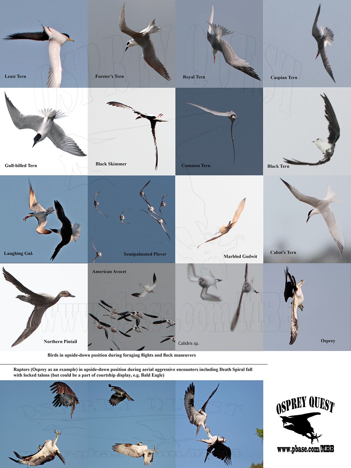 Least, Forsters, Gull-billed, Caspian, Royal and Black Tern, Black Skimmer, Osprey and other birds flying upside-down.jpg