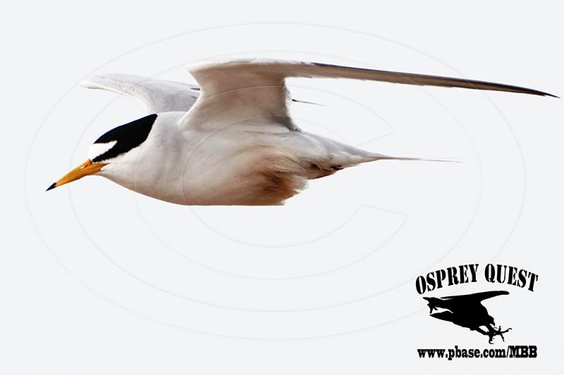 _MG_6056 Least Tern - oiled.jpg