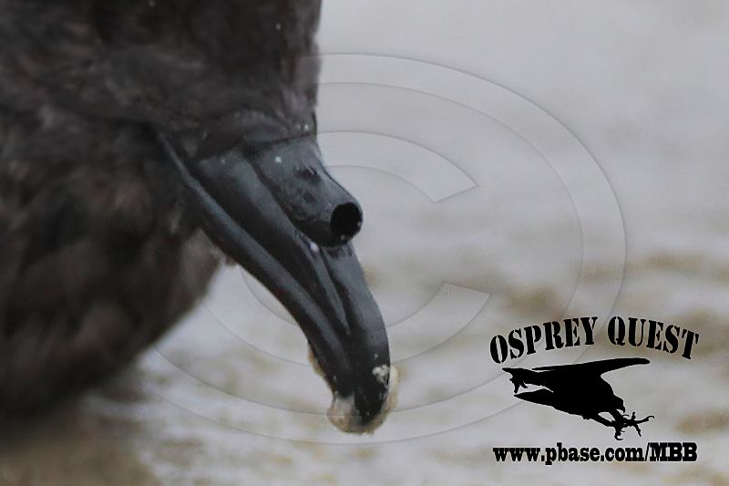 _MG_3238CROP2 Grants Storm-Petrel.jpg