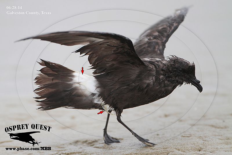 _MG_3329 Grants Storm-Petrel.jpg