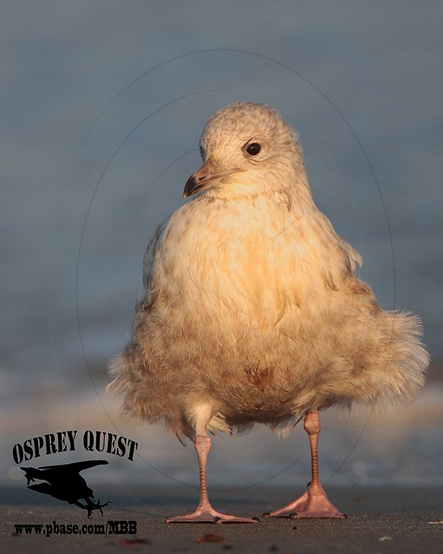 Kumliens gull_MG_2226.jpg